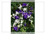 převislá svatební kytice, květiny: orchideje a irisy